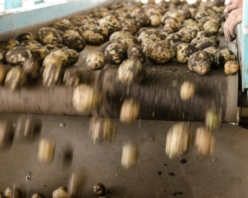 Dynamic close-up of potatoes rolling off an industrial conveyor belt inside a farming facility.